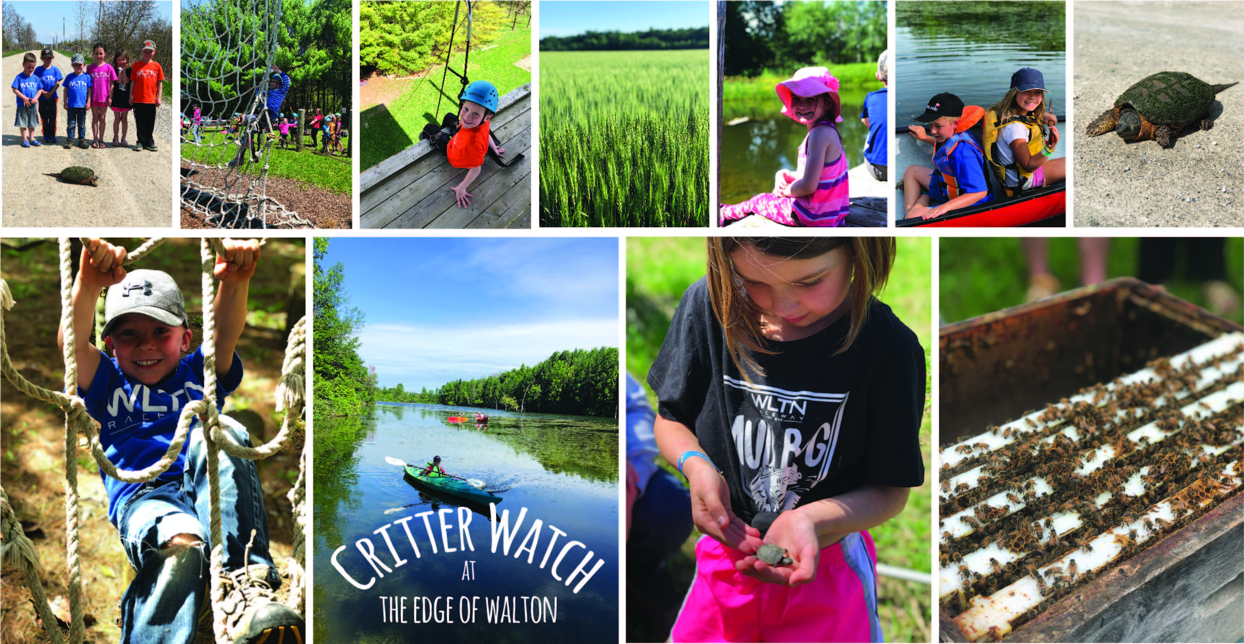 Edge of Walton friends and animals include kids helping a snapping turtle across the road, climbing the tower, fields of wheat, canoeing with siblings, a big snapping turtle, climbing the forest course, canoeing on Lake Walton, a baby painted turtle and beehives!